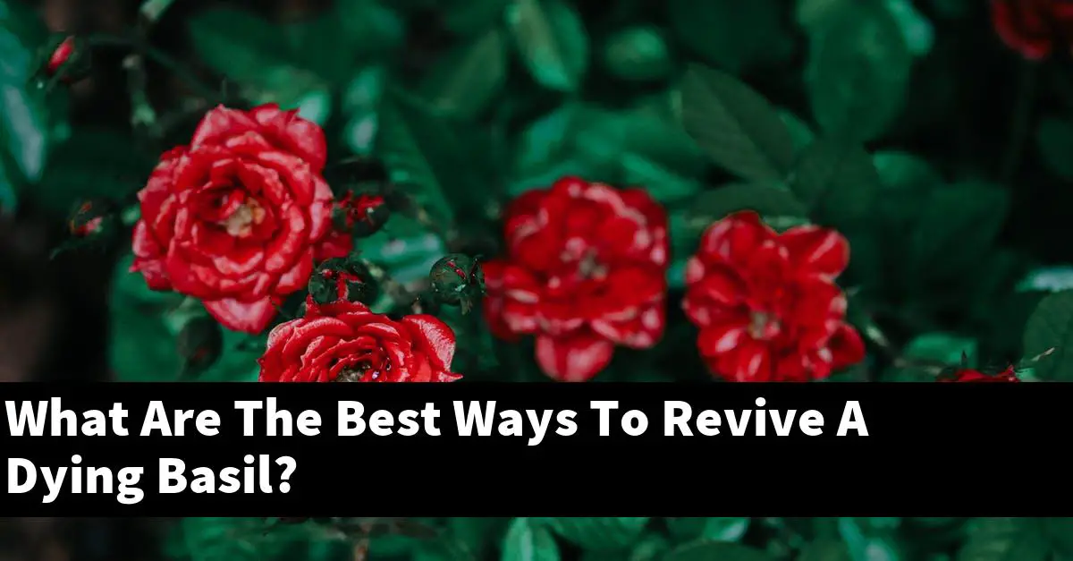 What Are The Best Ways To Revive A Dying Basil? Outdoor Herb Garden